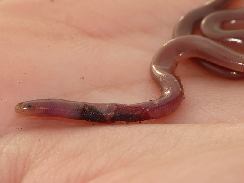 Serpente verme Typhlops vermicularis in Grecia